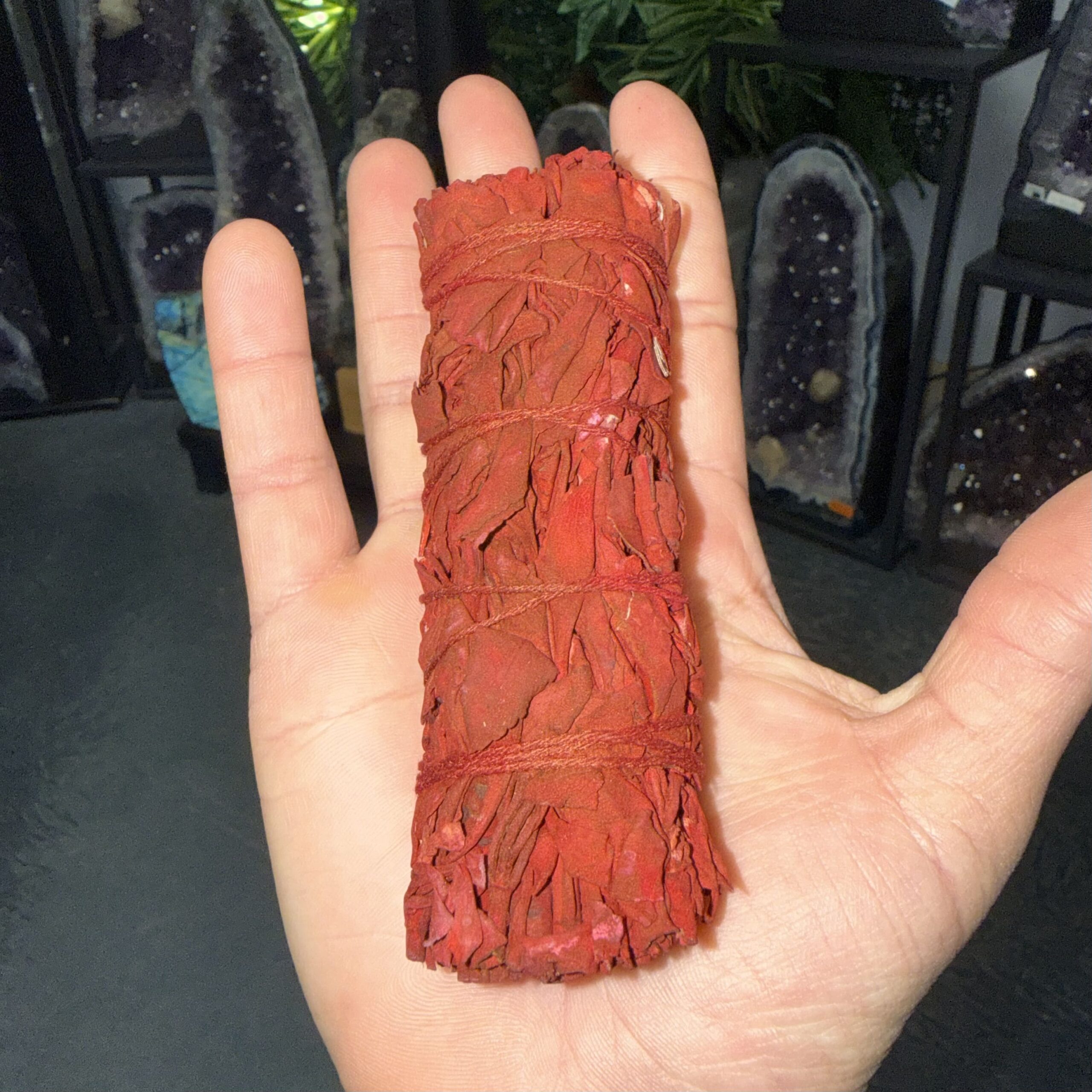 Sauge sang du dragon – Image 2