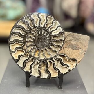 Ammonite fossile – Décoration minérale – 19 x 17 cm – 750g