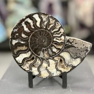 Ammonite fossile – Décoration minérale – 16 x 13 cm – 450 g